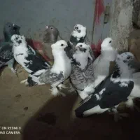 10 عدد کبوتر بلژیکی اصل طاووسی