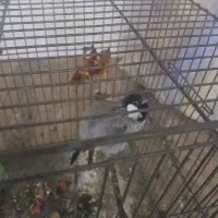 سهره دستی دستی