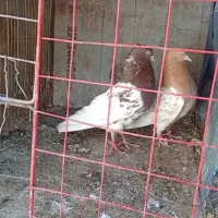 کفتر نقش