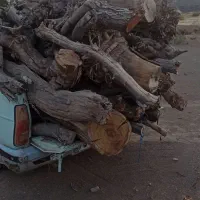 برش و بریدن و اصلاح درخت وخرید چوب|خدمات باغبانی و درختکاری|گناباد, |دیوار