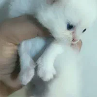 واگذاری گربه بریتیش