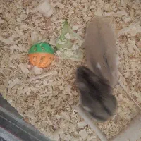 همستر‌جفت|موش و خرگوش|کرج, کرج نو|دیوار