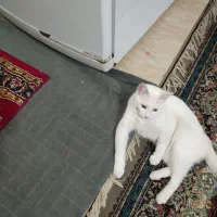 یک گربه رایگان میدیم ا وسیله‌هاش هم هست