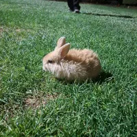 بچه خرگوش