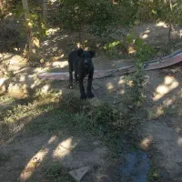 توله سگ گمشده|حیوانات|ارومیه, |دیوار