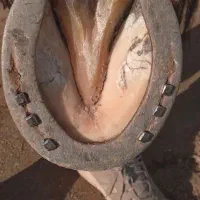 نعل بندی اسب .سرد و نعل داغ|اسب و تجهیزات اسبسواری|سنندج, |دیوار