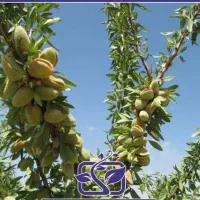 فروش انواع نهال بادام صادراتی وکوددامی