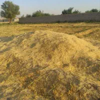 کاه گندم وجو کمباین  در اهر