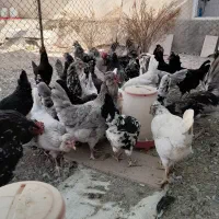 تخم مرغ نطفه دار گلین چهل تاج خال سوزنی وطوسی|حیوانات مزرعه|پاکدشت, پاکدشت (مامازند)|دیوار