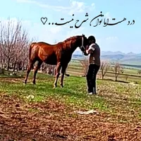 اسب کرد|اسب و تجهیزات اسب‌سواری|اراک, |دیوار