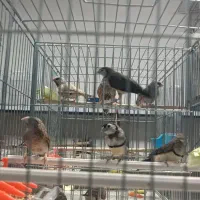 فنچ جغدی و گلو بریده و کراواتی|پرنده|ماکو, |دیوار