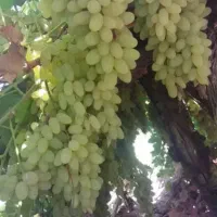 انگور عسگری مرغوب و شیرین