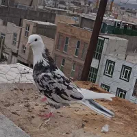 کبوتر هما نر درجه یک فروشی وسط لای
