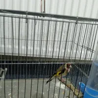 سهره دهن باغی