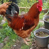 معاوضه با مرغ