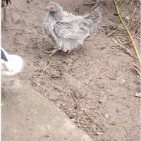 فروش یک جفت مرغ مینیاتوری|حیوانات مزرعه|نوشهر, |دیوار