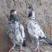 کبوتر پاکستانی تیدی پرشی