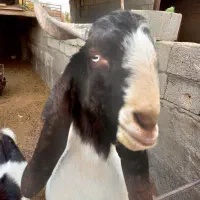 برغاله نر جوان اصیل نژاد  خوب