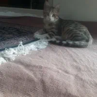 گربه خونگی|گربه|زنجان, |دیوار