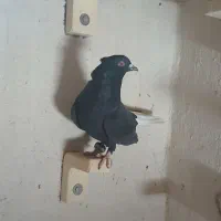 کفتر دمسفید