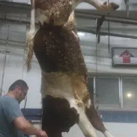 فروش گوشت گوسفند و گوساله|خوردنی و آشامیدنی|تبریز, |دیوار