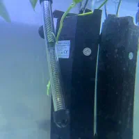 اکواریوم|ماهی|سنندج, |دیوار