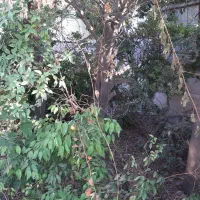 هرس درختان|خدمات باغبانی و درختکاری|گنبد کاووس, |دیوار