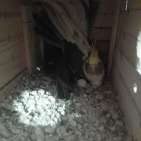 عروس هلندی|پرنده|بوئین زهرا, |دیوار