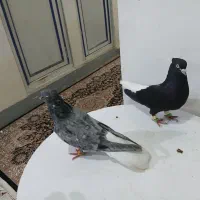 اشعل