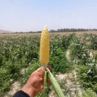 ذرت بلال،بیبی کورن