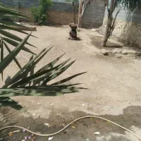 فروش  کصرت گندم برای فروش  دام ها ارسال رایگان