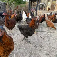 نیمچه مرغ و خروس