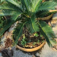 گل گیاه آموزش و نگهداری گلهای آپارتمانی|گل و گیاه طبیعی|تهران, زیبادشت|دیوار