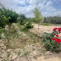 زمین باغچه احمد آباد مستوفی ۳۱۷ متر