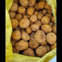 سیب زمینی فندوفی‌ مخصوص دامی