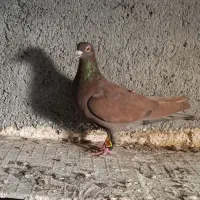 کبوتر سرخ نر