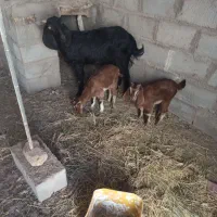 بزکره|حیوانات مزرعه|فردوس (کرمان), |دیوار