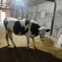 گوساله سیمنتال صنعتی دوماه ابست هیکل درشت مفت|حیوانات مزرعه|بجنورد, |دیوار