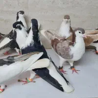 کبوتر چپ و راست ساده کاکلی