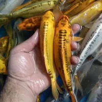 40عدد کوی مولد و شکم پر