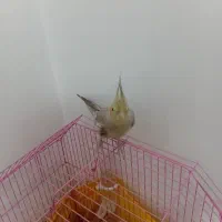 پرنده|پرنده|تهران, خزانه|دیوار