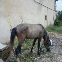 یک عدداسب نر
