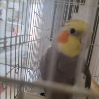 عروس هلندی نر گمشده