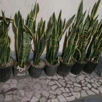 سانس لبه طلای حراج