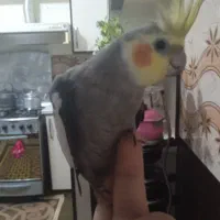 عروس هلدی نر و بچه