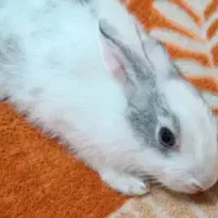 خرگوش معاوضه با مرغ.