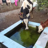 گاو هلشتاین ماده|حیوانات مزرعه|لولمان, |دیوار