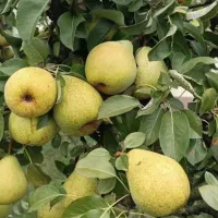 فروش انواع نهال بادام،گردو