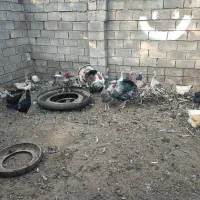 بوقلمون|حیوانات مزرعه|زیرکوه, |دیوار