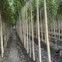 نهالستان فروش ویژه نهالهای زود بازده تضمینی